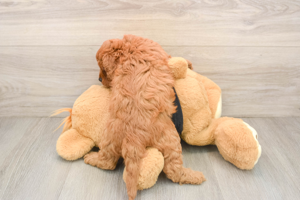 Hypoallergenic Cavadoodle Poodle Mix Puppy