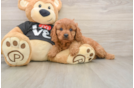 Cavapoo Puppy for Adoption