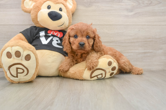 Cavapoo Puppy for Adoption