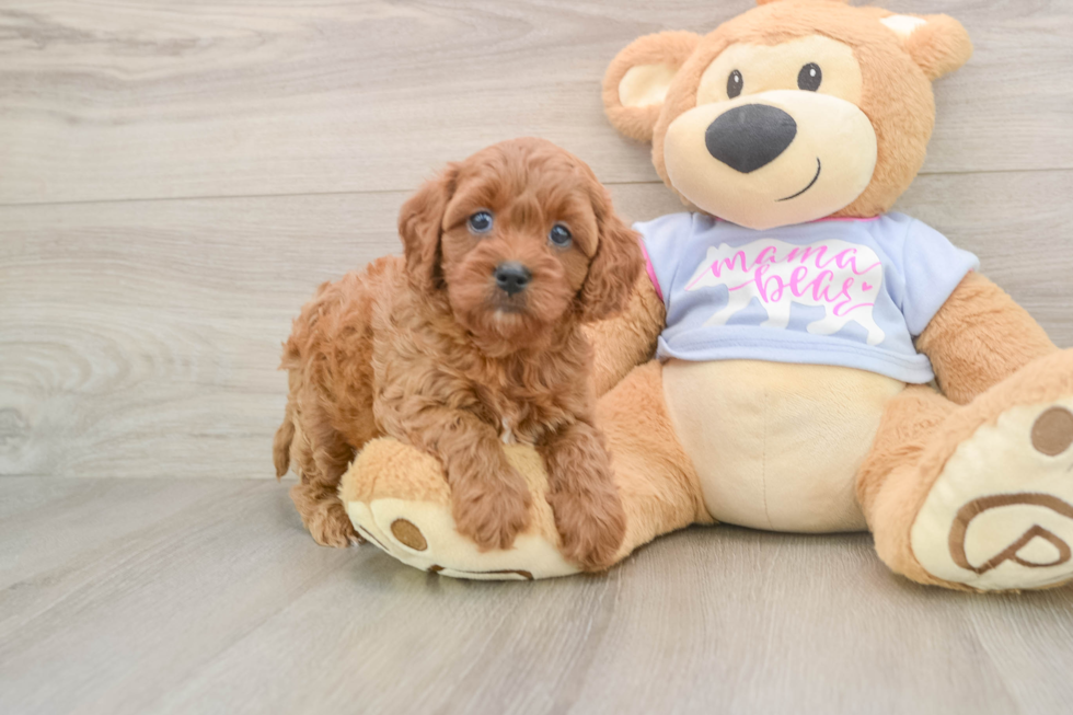 Cavapoo Puppy for Adoption