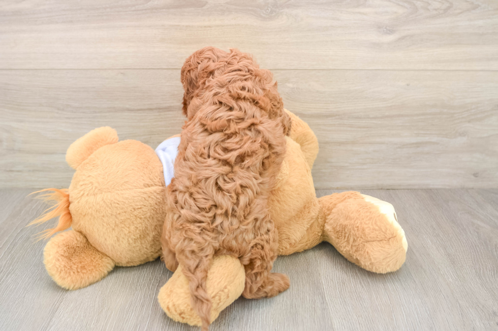 Cavapoo Pup Being Cute