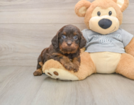 8 week old Cavapoo Puppy For Sale - Pilesgrove Pups
