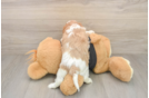 Funny Cavapoo Poodle Mix Pup
