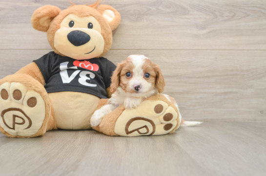 Cavapoo Puppy for Adoption