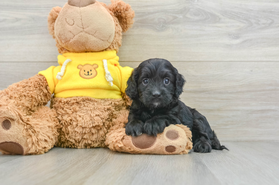 7 week old Cavapoo Puppy For Sale - Pilesgrove Pups