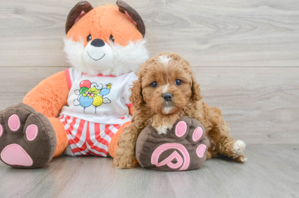 6 week old Cavapoo Puppy For Sale - Pilesgrove Pups