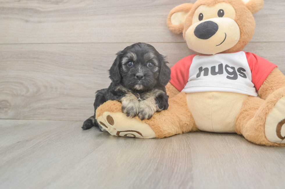 5 week old Cavapoo Puppy For Sale - Pilesgrove Pups