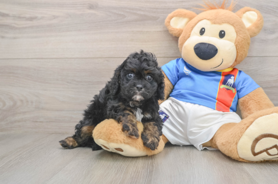 Happy Cavapoo Baby