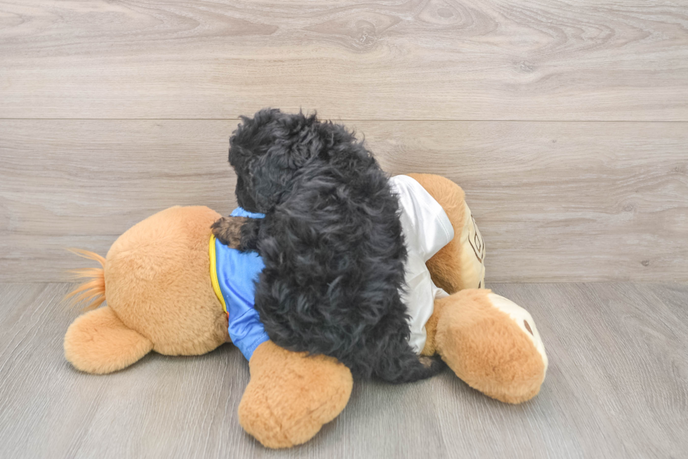 Cavapoo Puppy for Adoption