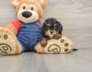 7 week old Cavapoo Puppy For Sale - Pilesgrove Pups