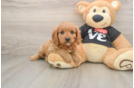 Playful Cavapoodle Poodle Mix Puppy