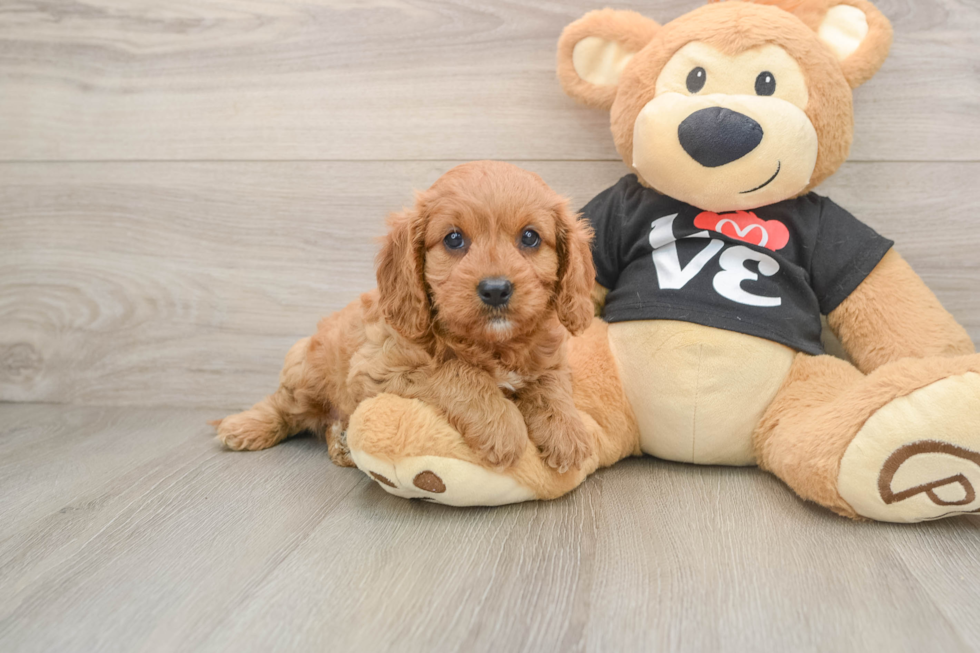 Playful Cavapoodle Poodle Mix Puppy