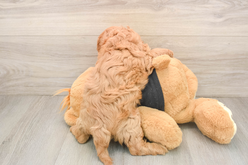 Cavapoo Puppy for Adoption