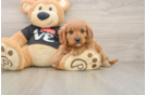 Best Cavapoo Baby