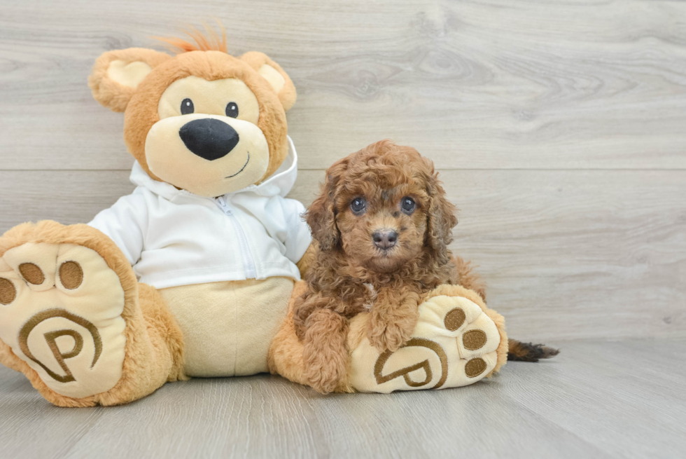 Playful Cavapoodle Poodle Mix Puppy