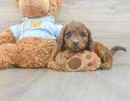 8 week old Cavapoo Puppy For Sale - Pilesgrove Pups