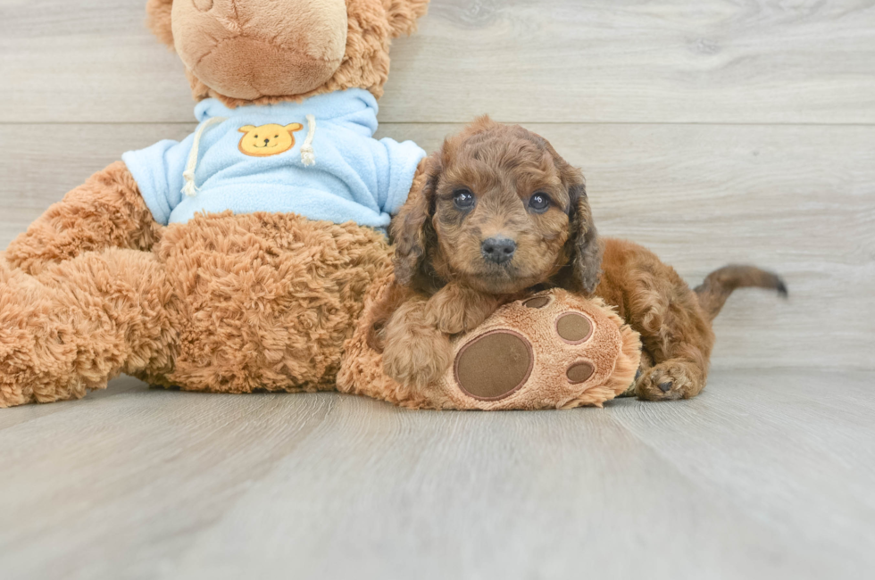 7 week old Cavapoo Puppy For Sale - Pilesgrove Pups