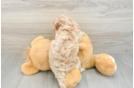 Smart Cavapoo Poodle Mix Pup