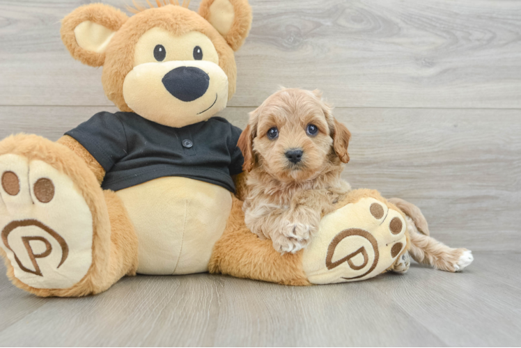 Hypoallergenic Cavadoodle Poodle Mix Puppy