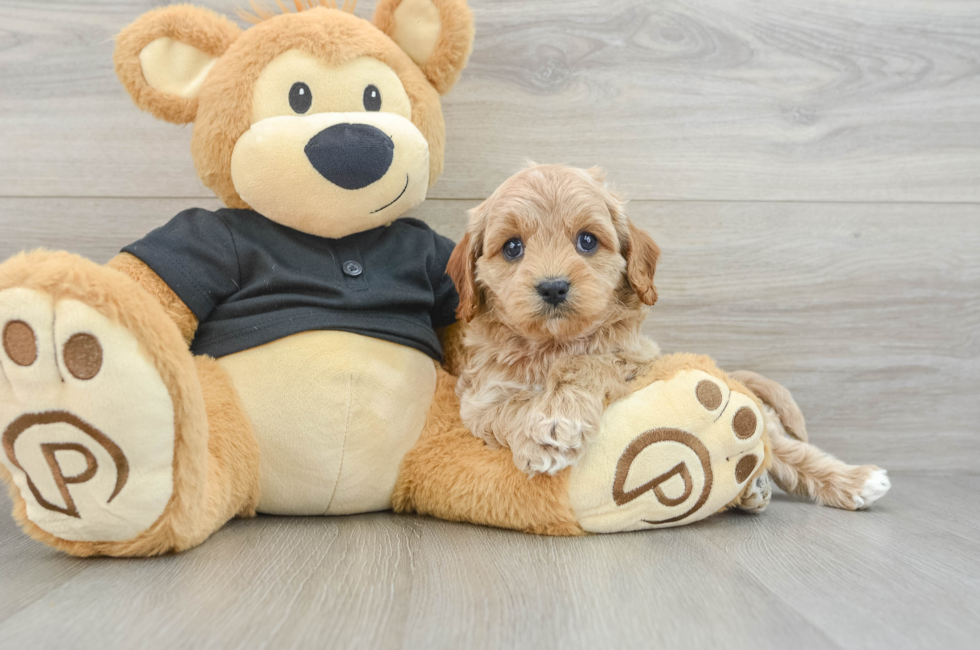 5 week old Cavapoo Puppy For Sale - Pilesgrove Pups
