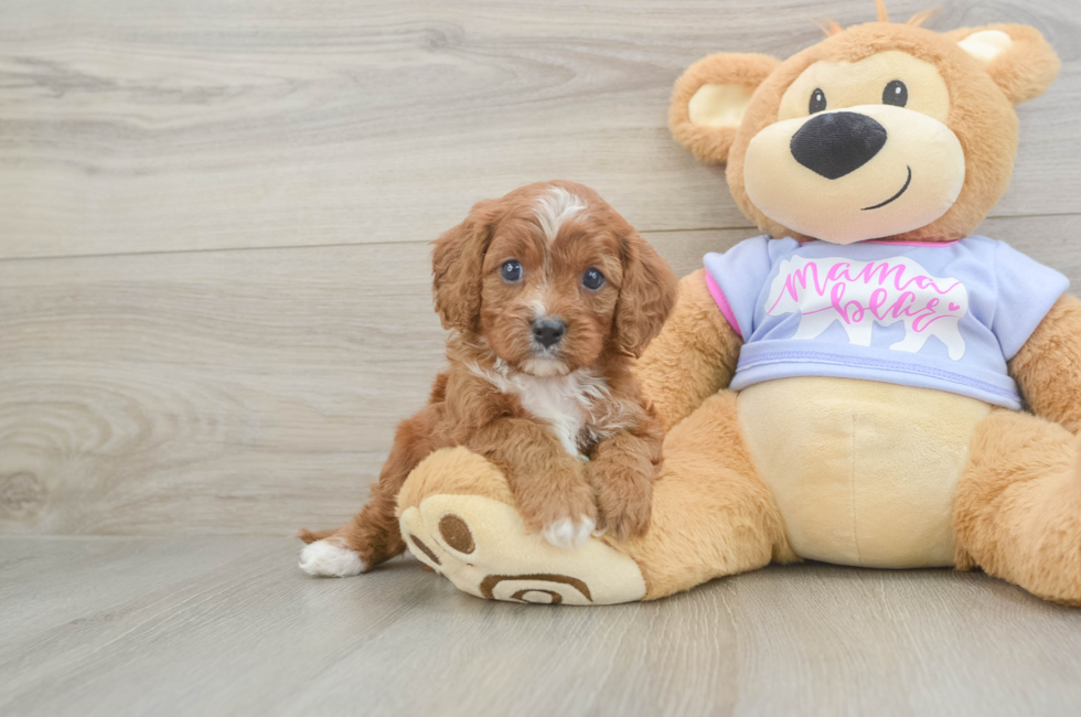 5 week old Cavapoo Puppy For Sale - Pilesgrove Pups