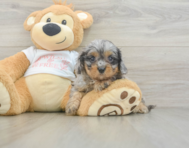 8 week old Cavapoo Puppy For Sale - Pilesgrove Pups