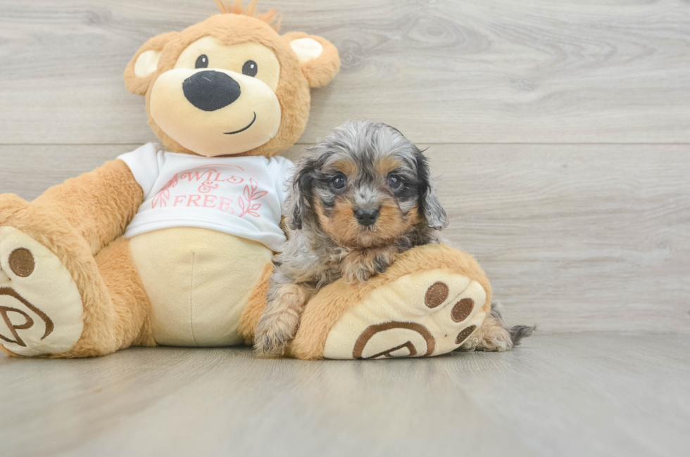 5 week old Cavapoo Puppy For Sale - Pilesgrove Pups