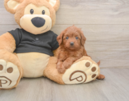 7 week old Cavapoo Puppy For Sale - Pilesgrove Pups