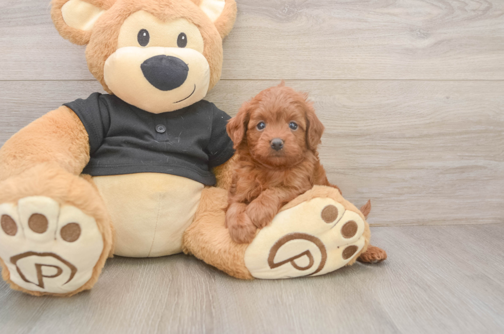 6 week old Cavapoo Puppy For Sale - Pilesgrove Pups