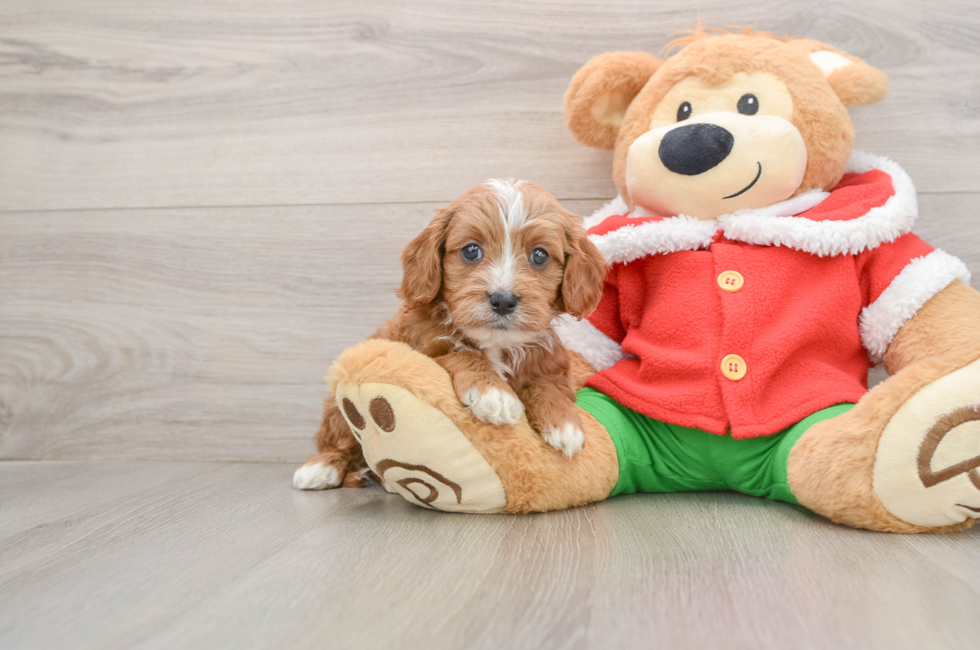 5 week old Cavapoo Puppy For Sale - Pilesgrove Pups