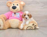8 week old Cavapoo Puppy For Sale - Pilesgrove Pups