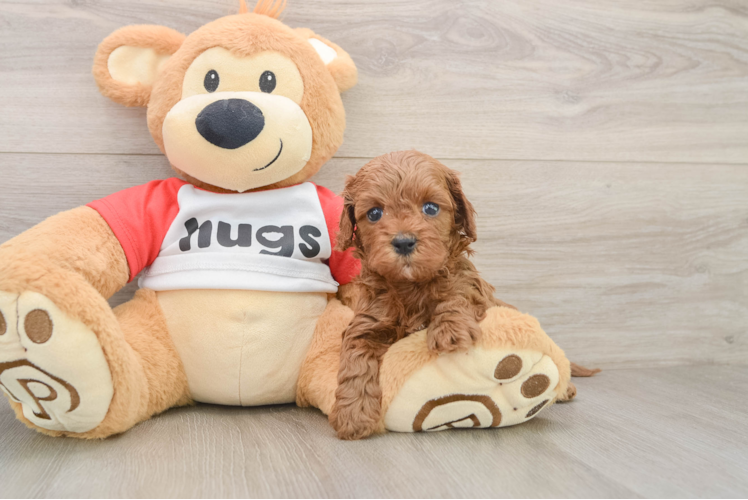 Best Cavapoo Baby
