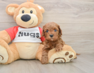 8 week old Cavapoo Puppy For Sale - Pilesgrove Pups