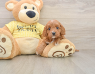 8 week old Cavapoo Puppy For Sale - Pilesgrove Pups