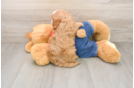 Playful Cavapoodle Poodle Mix Puppy
