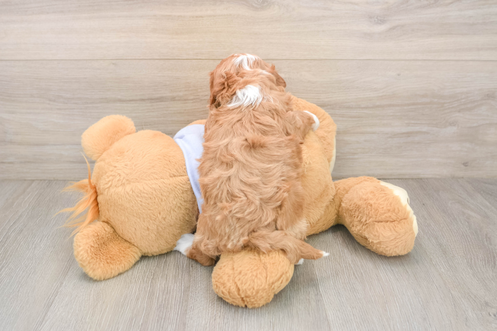 Petite Cavapoo Poodle Mix Pup