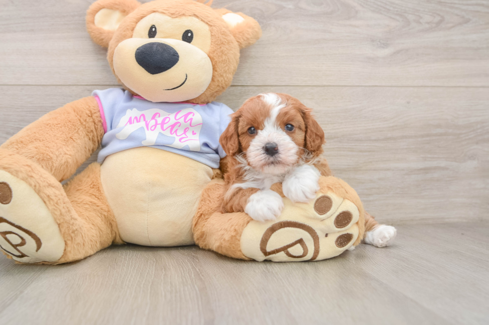Smart Cavapoo Poodle Mix Pup