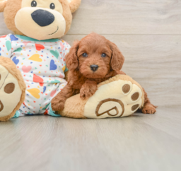 7 week old Cavapoo Puppy For Sale - Pilesgrove Pups