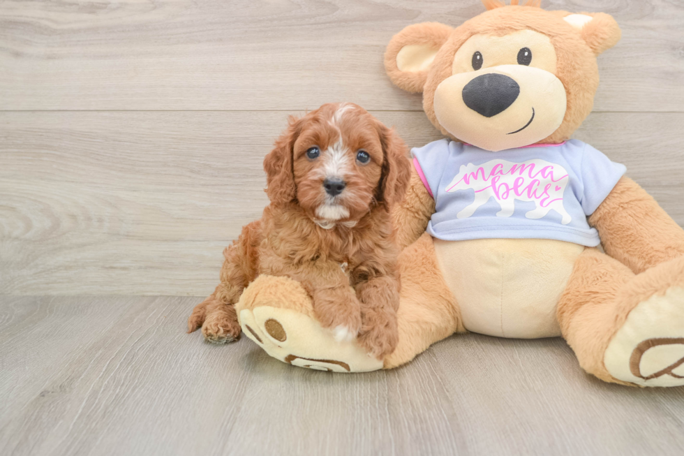 Best Cavapoo Baby