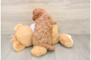 Sweet Cavapoo Baby