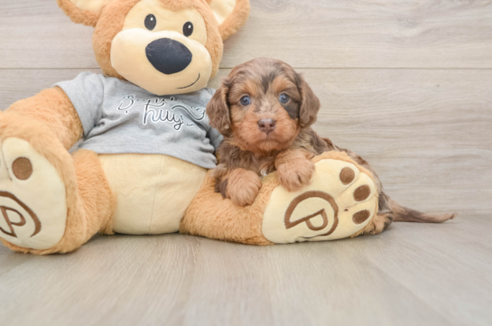 Popular Cavapoo Poodle Mix Pup