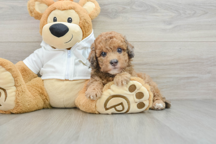 Popular Cavapoo Poodle Mix Pup