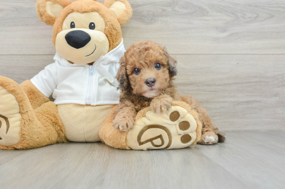 5 week old Cavapoo Puppy For Sale - Pilesgrove Pups