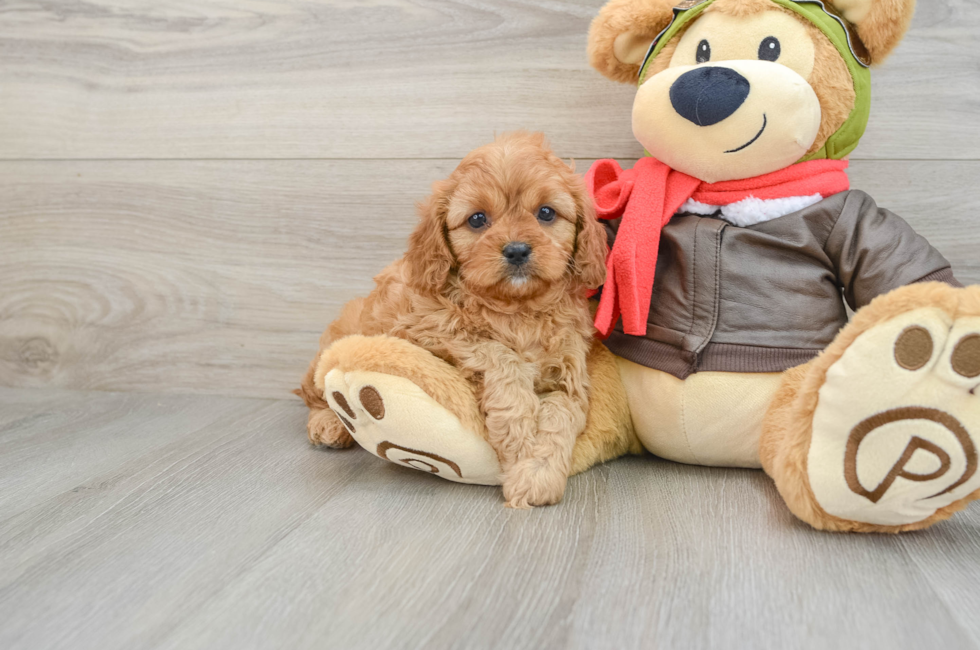 6 week old Cavapoo Puppy For Sale - Pilesgrove Pups