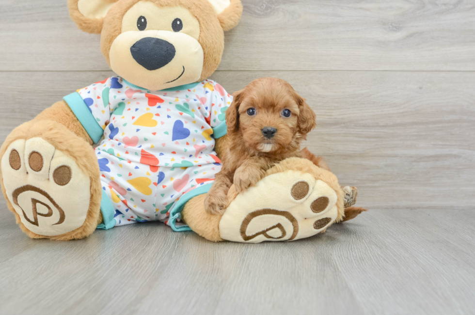 7 week old Cavapoo Puppy For Sale - Pilesgrove Pups