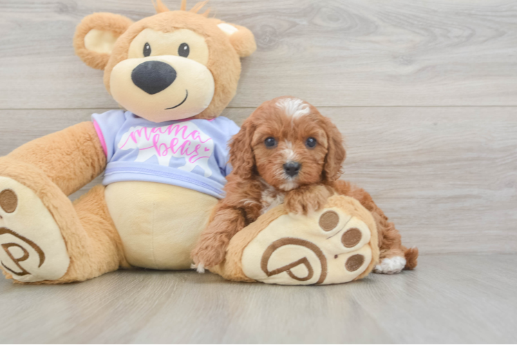 Cavapoo Puppy for Adoption