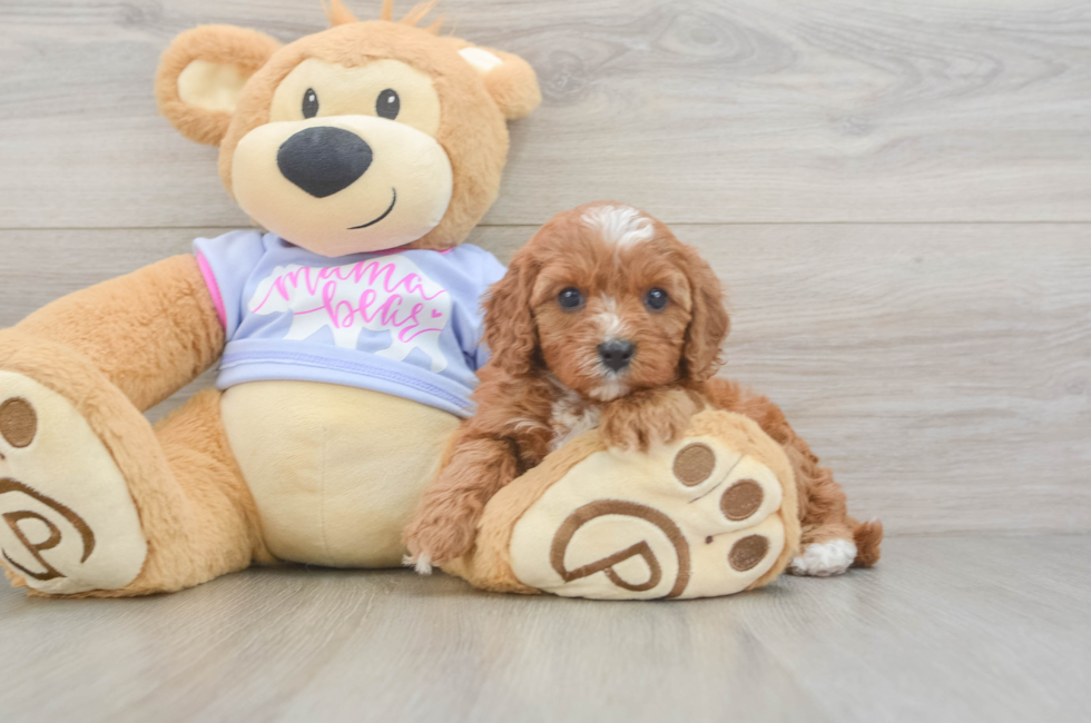5 week old Cavapoo Puppy For Sale - Pilesgrove Pups