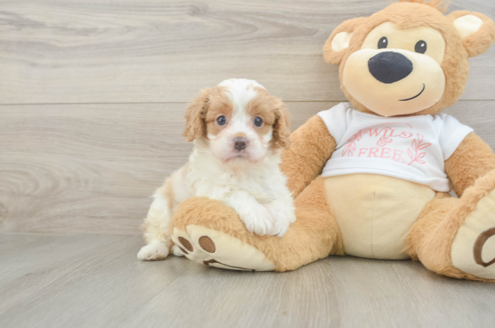 5 week old Cavapoo Puppy For Sale - Pilesgrove Pups