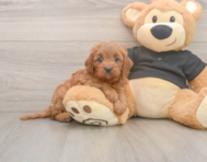7 week old Cavapoo Puppy For Sale - Pilesgrove Pups
