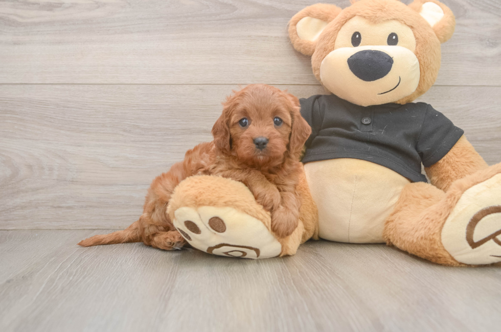 6 week old Cavapoo Puppy For Sale - Pilesgrove Pups